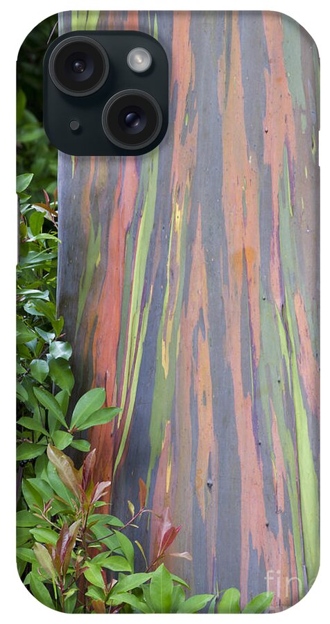 Hawaii iPhone Case featuring the photograph Rainbow Eucalyptus by Bryan Keil