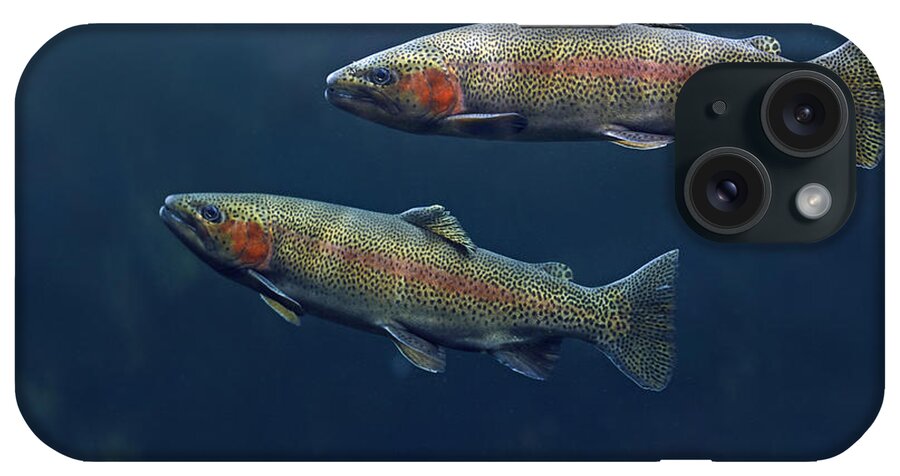 Rainbow Trout Pair Swimming iPhone Case by Tim Fitzharris - Animals and  Earth - Website