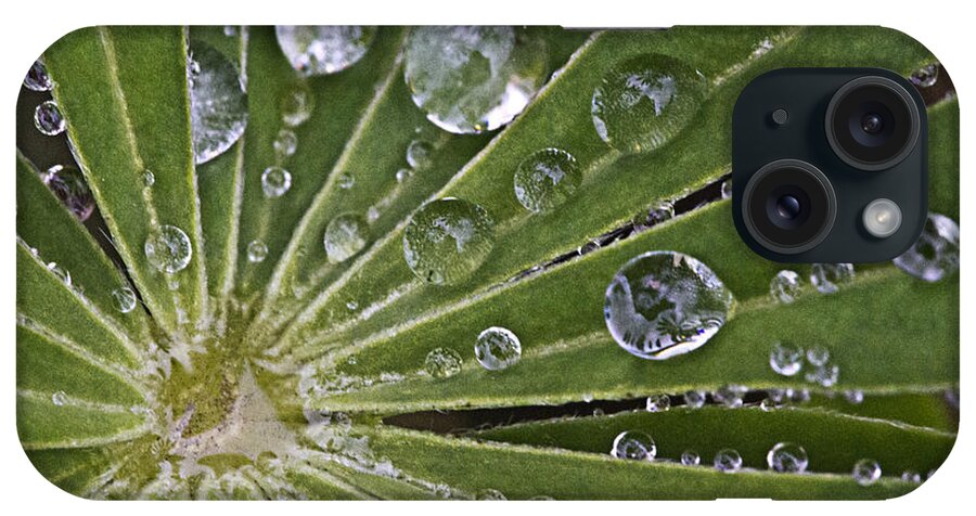 Drop iPhone Case featuring the photograph Raindrops on Lupin Leaf by Heiko Koehrer-Wagner