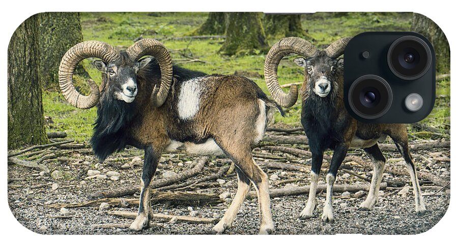 Photo iPhone Case featuring the photograph Rams in the Deer Park by Jutta Maria Pusl
