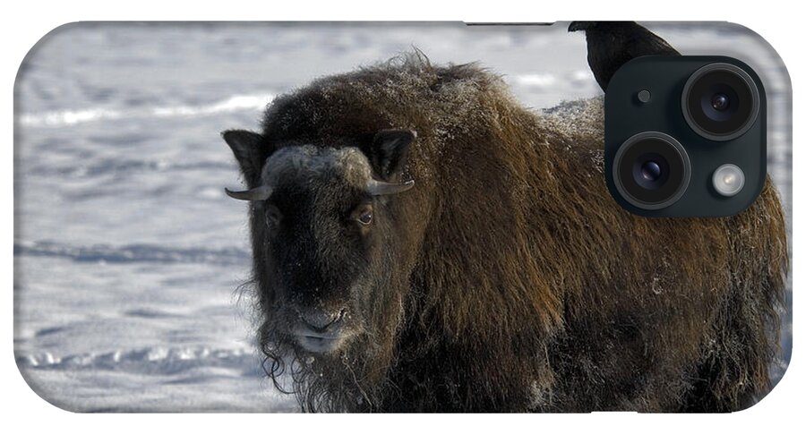 Animal iPhone Case featuring the photograph Raven On Muskox by Mark Newman