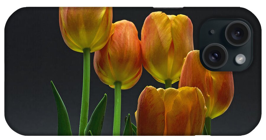 Tulip iPhone Case featuring the photograph Reaching Up by Robert Pilkington
