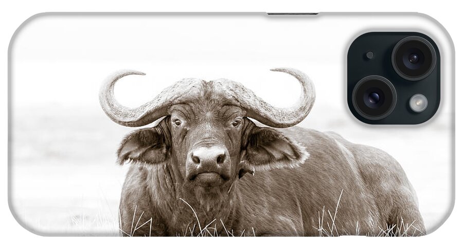 Africa iPhone Case featuring the photograph Reclining Buffalo With Oxpecker by Mike Gaudaur