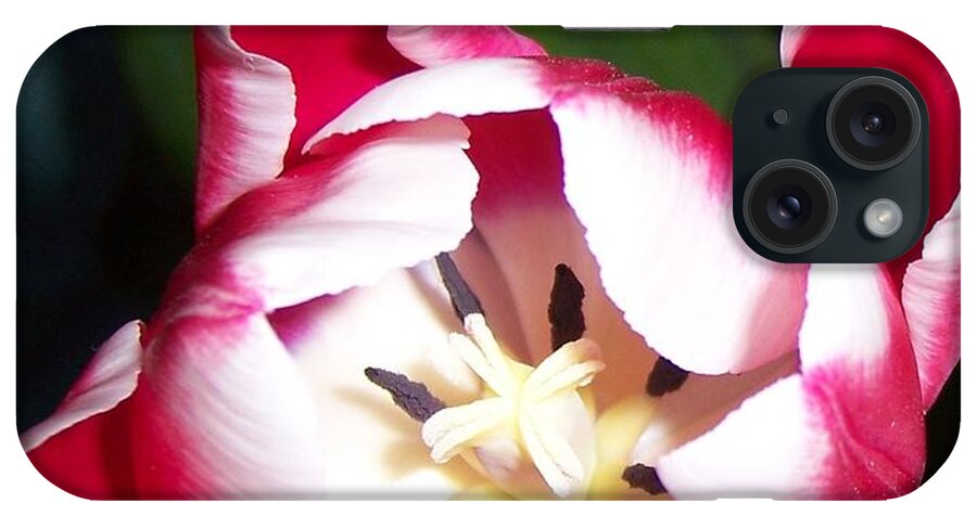 Red iPhone Case featuring the photograph Red and White Tulip by Nora Boghossian