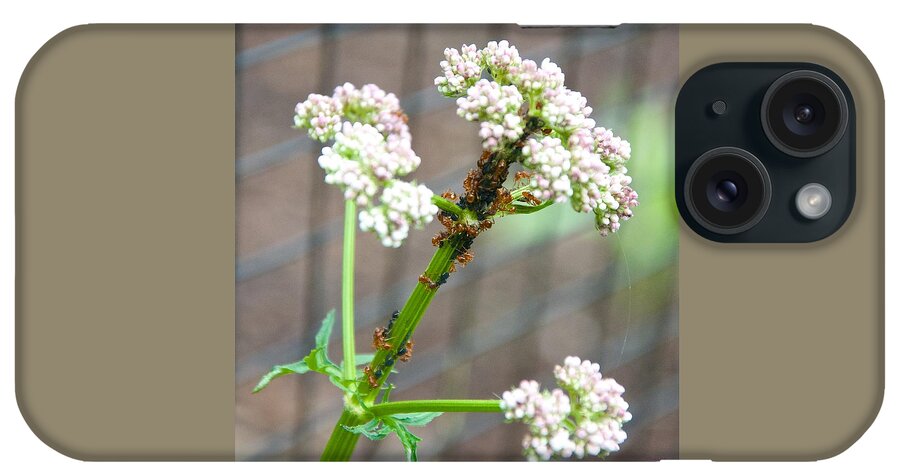 Insects iPhone Case featuring the photograph Red Ants and Valerian officinalis by Kristin Hatt