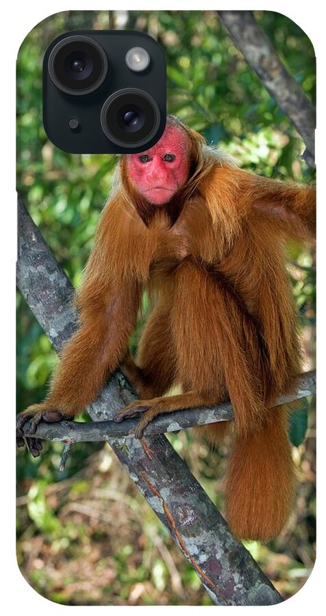 Red Bald Uakari iPhone Case featuring the photograph Red Bald Uakari In A Tree by Tony Camacho/science Photo Library