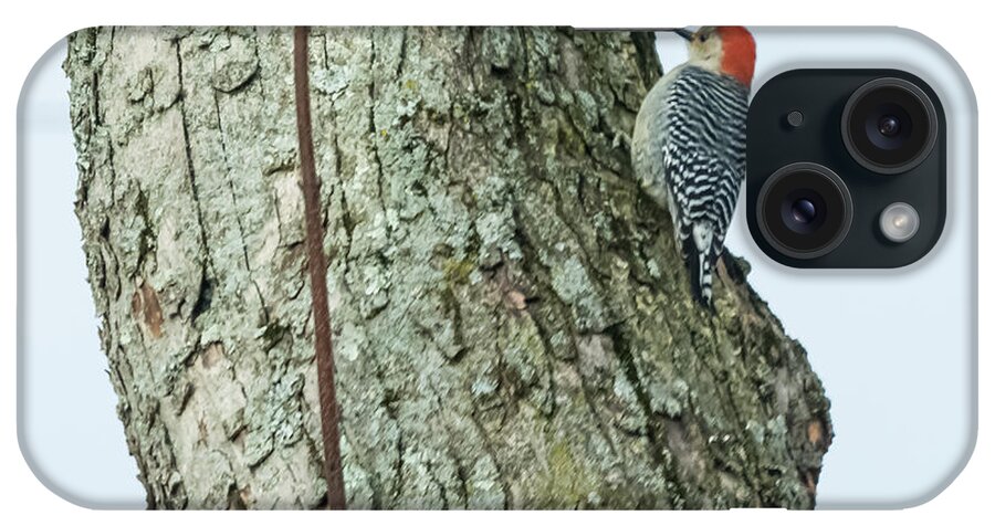 Red iPhone Case featuring the photograph Red-Bellied Woodpecker by Holden The Moment