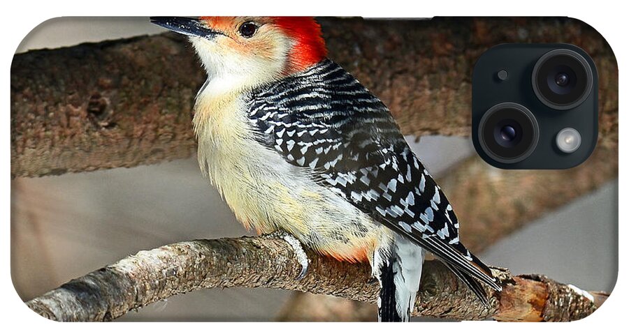 Birds iPhone Case featuring the photograph Red-bellied Woodpecker by Rodney Campbell