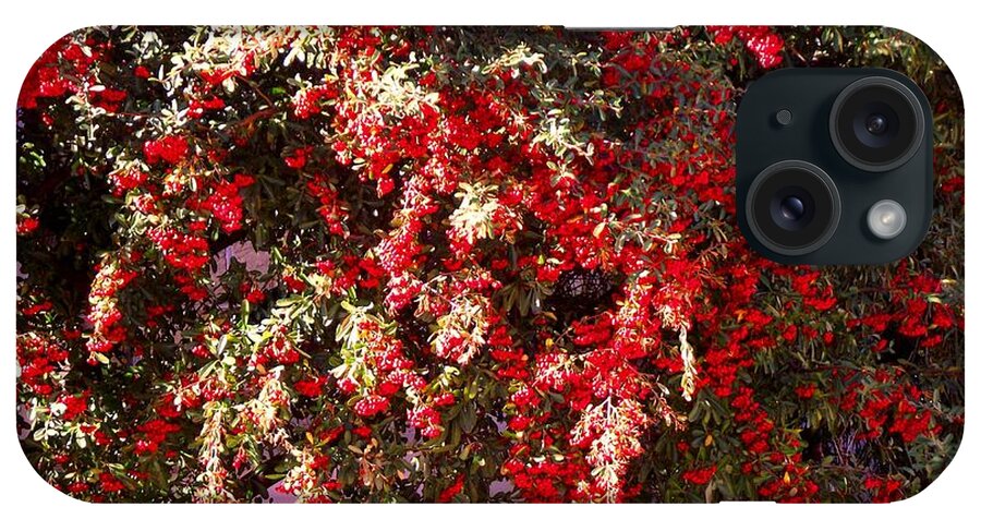 Red Berries Canvas Print iPhone Case featuring the photograph Red Berry Bushes by Jayne Kerr 