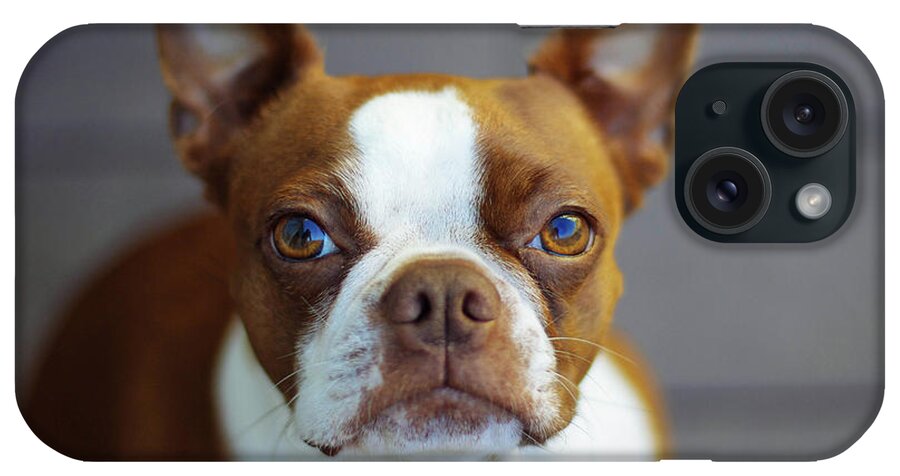 Animal Themes iPhone Case featuring the photograph Red Boston Terrier by Genevieve Morrison