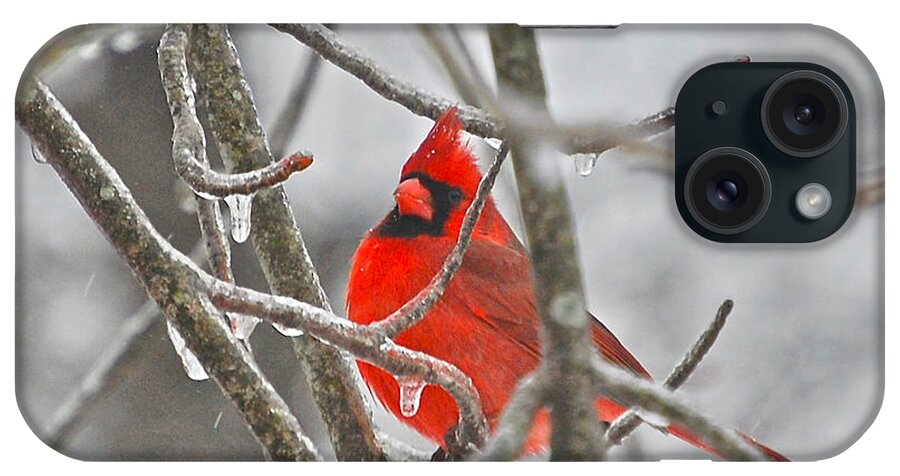 Cardinals iPhone Case featuring the photograph Red Cardinal Northern Bird by Peggy Franz