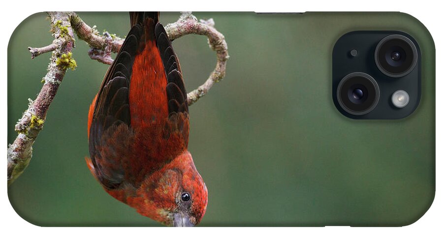 Antic iPhone Case featuring the photograph Red Crossbill by Ken Archer