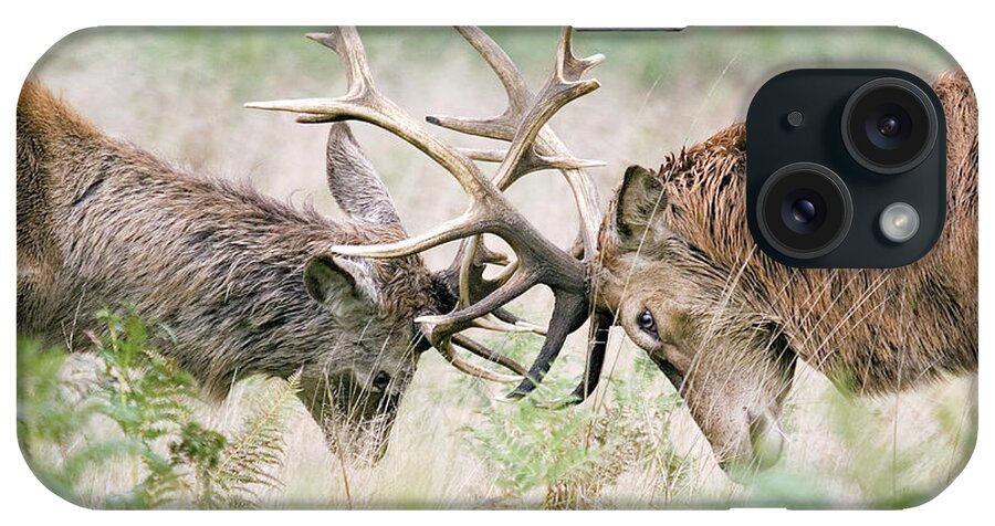 Cervus Elaphus iPhone Case featuring the photograph Red Deer Fighting by John Devries/science Photo Library