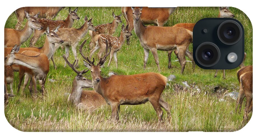 Red Deer iPhone Case featuring the photograph Red deer herd in summer by Phil Banks