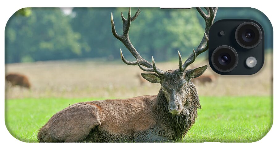 Grass iPhone Case featuring the photograph Red Deer Stag by Jacky Parker Photography