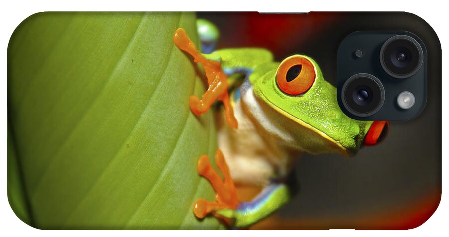 Wildlife iPhone Case featuring the photograph Red Eyed Leaf Frog by Bob Hislop