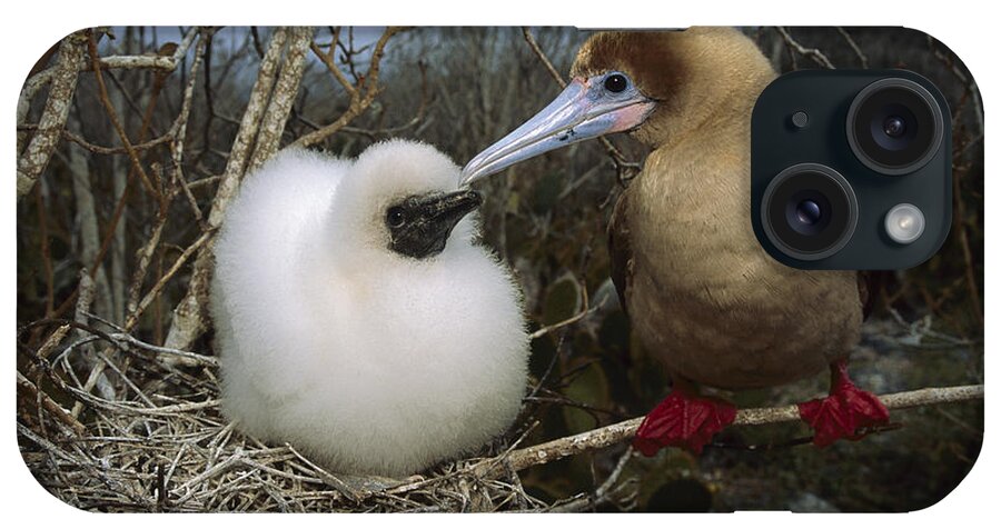 Feb0514 iPhone Case featuring the photograph Red-footed Booby And Chick Galapagos by Tui De Roy