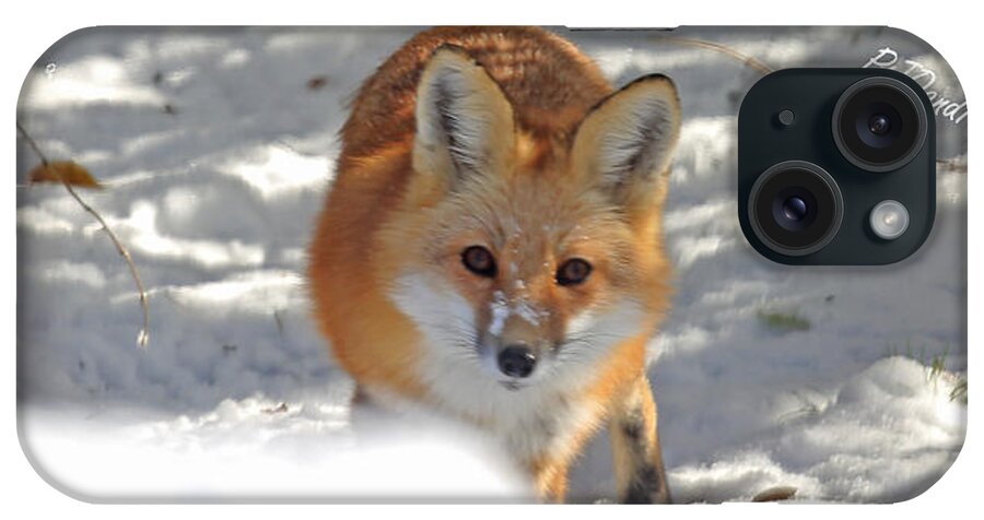 Red Fox In Snow iPhone Case featuring the photograph Red Fox in Snow by PJQandFriends Photography