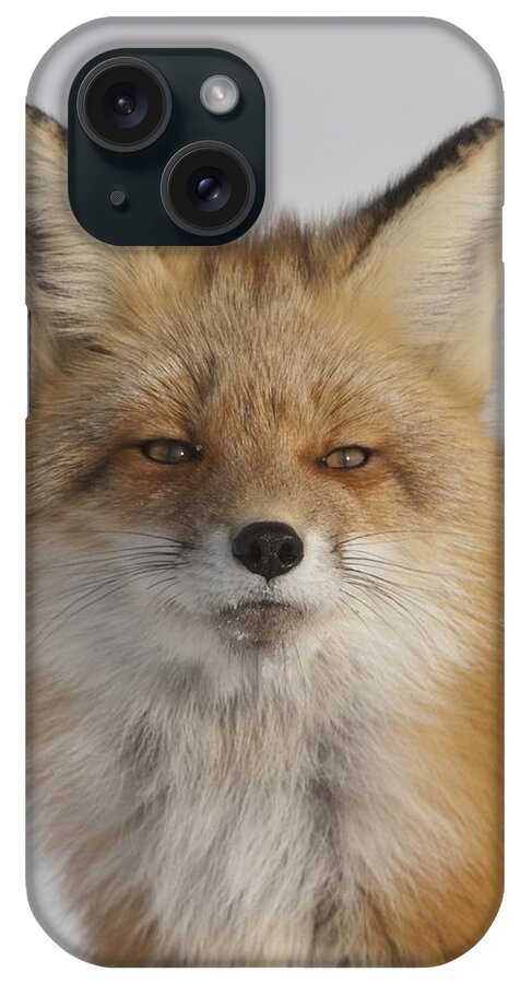 Feb0514 iPhone Case featuring the photograph Red Fox Portrait Alaska by Michael Quinton