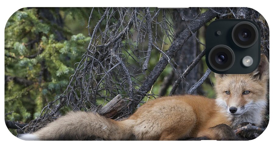 530770 iPhone Case featuring the photograph Red Fox Pup Resting Alaska by Michael Quinton