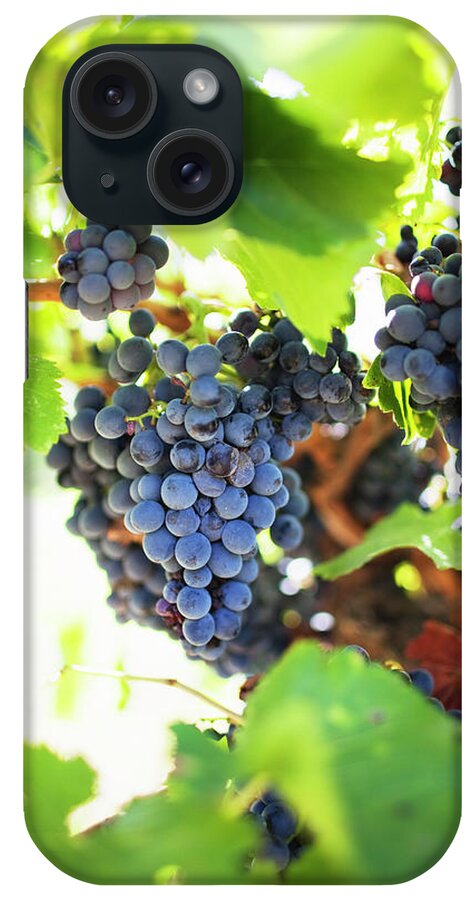 Alcohol iPhone Case featuring the photograph Red Grapes On Vine by Johner Images