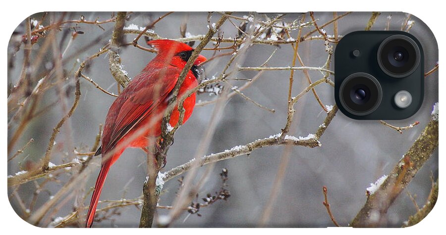 Bird iPhone Case featuring the photograph Red hot in a snowstorm by Rockybranch Dreams