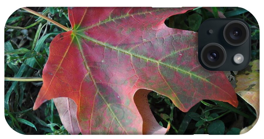 Red iPhone Case featuring the photograph Red Leaf by Frank Madia