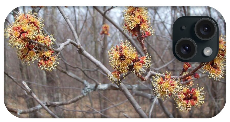 Forest iPhone Case featuring the photograph Red Maple in Flower by David Pickett