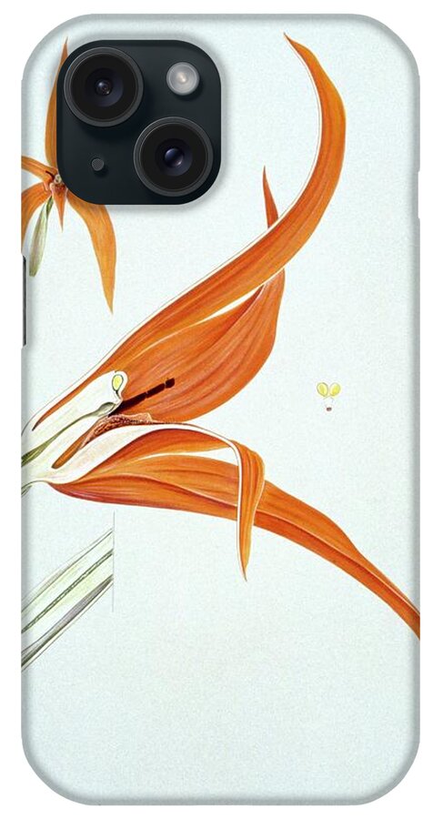 1909 iPhone Case featuring the photograph Red-orange Ada (ada Aurantiaca) by Natural History Museum, London/science Photo Library