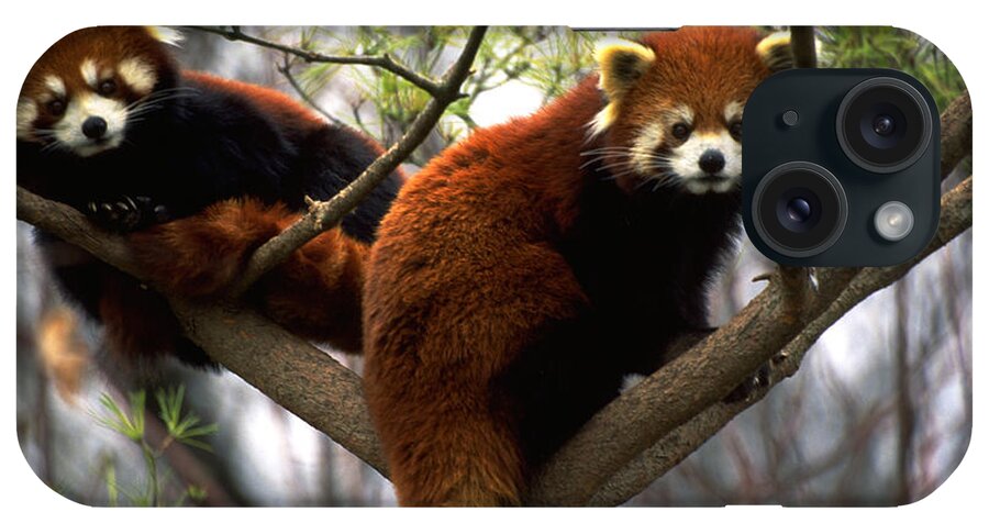 Red Panda iPhone Case featuring the photograph Red Pandas In Tree by Art Wolfe