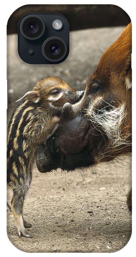 Feb0514 iPhone Case featuring the photograph Red River Hog Baby And Mother by San Diego Zoo