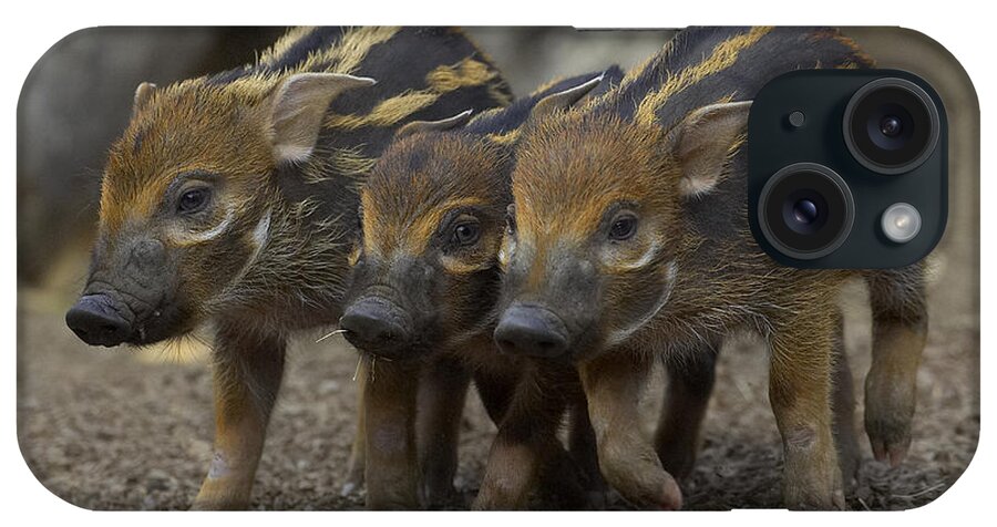 Feb0514 iPhone Case featuring the photograph Red River Hog Piglet Trio by San Diego Zoo