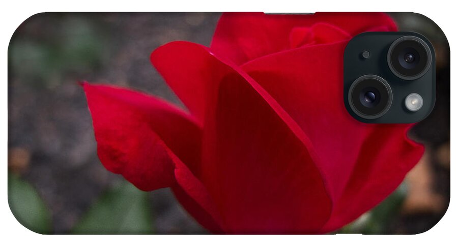 Rose iPhone Case featuring the photograph Red Rose by Arlene Carmel
