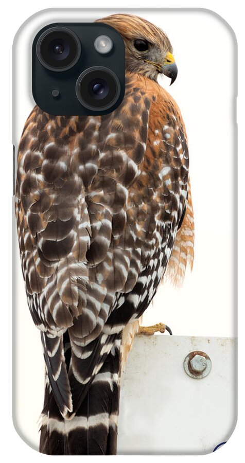 Buteo iPhone Case featuring the photograph Red-shouldered Hawk by Kathleen Bishop