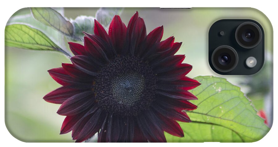 Dakota iPhone Case featuring the photograph Red Sunflower by Greni Graph