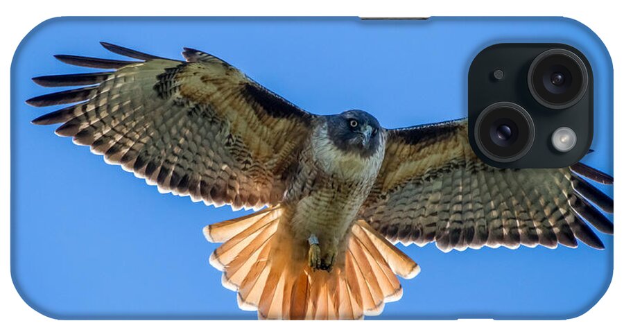 Red iPhone Case featuring the photograph Red Tail Hawk by Pierre Leclerc Photography