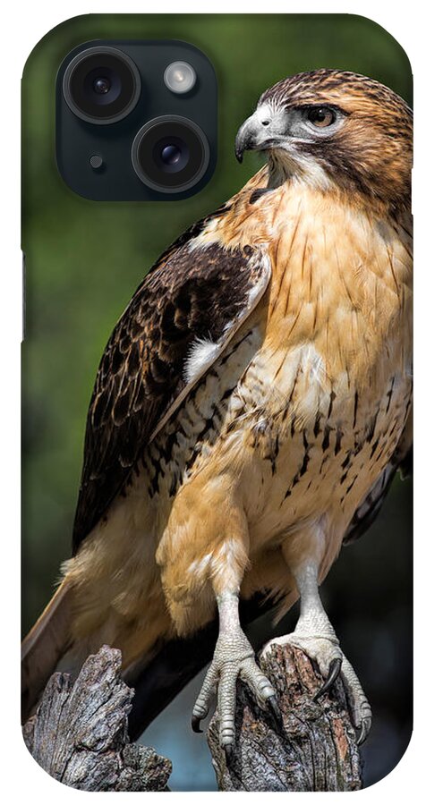 Red Tailed Hawk iPhone Case featuring the photograph Red Tail Hawk Portrait by Dale Kincaid