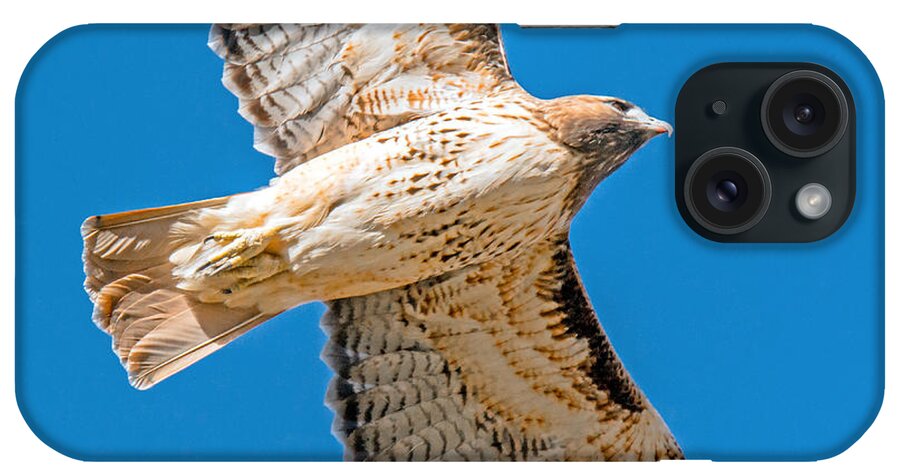 Hawks iPhone Case featuring the photograph Red Tailed Hawk Overhead by Stephen Johnson