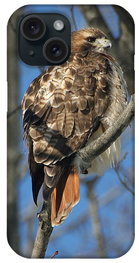 Wildlife iPhone Case featuring the photograph Red-Tailed Hawk by William Selander