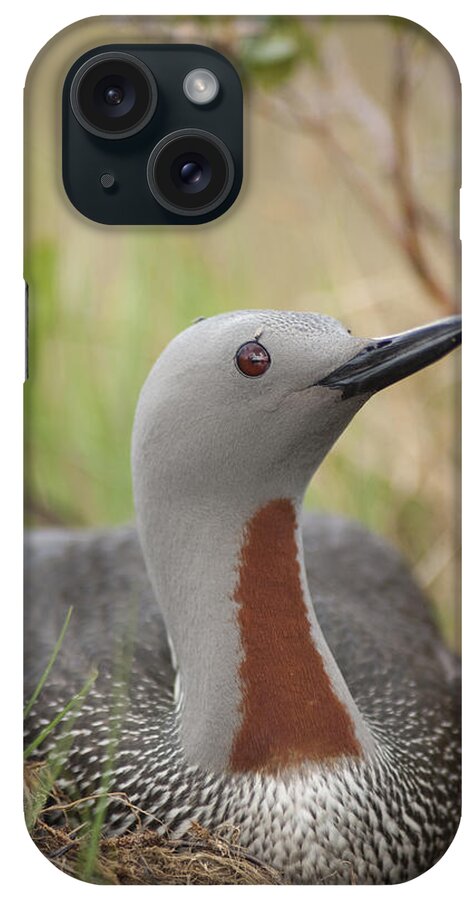 530795 iPhone Case featuring the photograph Red-throated Loon On Nest Alaska by Michael Quinton