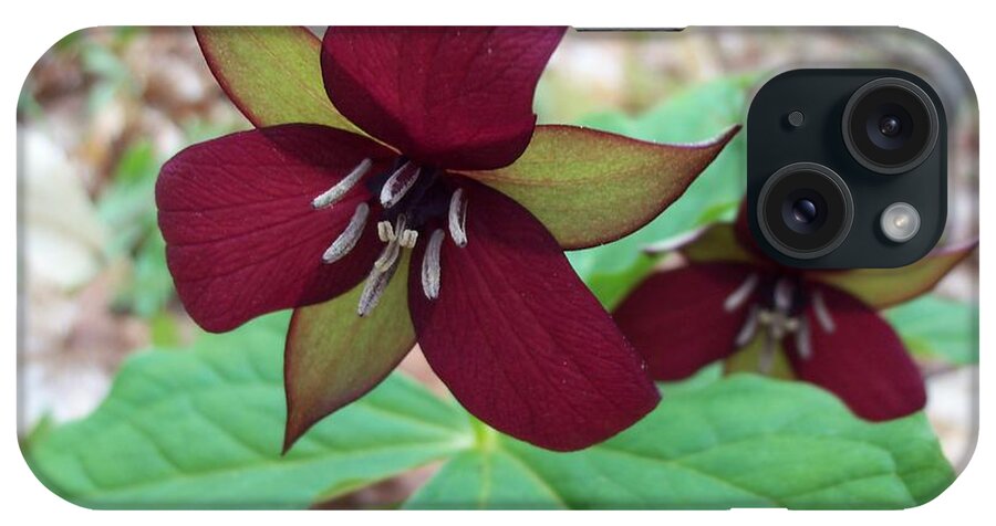 Nature iPhone Case featuring the photograph Red Trilliums by David Pickett