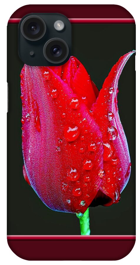 Tulip iPhone Case featuring the photograph Red Tulip and Rain Drops by Nick Kloepping
