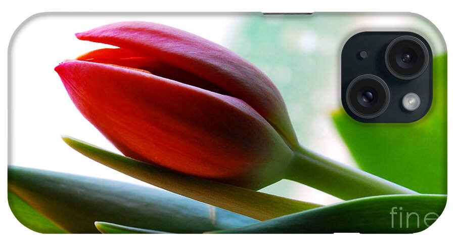 Tulip iPhone Case featuring the photograph Red Tulip II Day 1 by Nancy Mueller