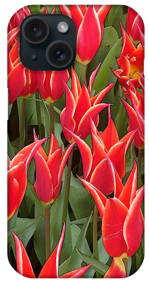 Red Tulips iPhone Case featuring the digital art Red Tulips Together by Gary Olsen-Hasek