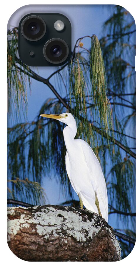 Sharp iPhone Case featuring the photograph Reef Egret In Tree by Holger Leue