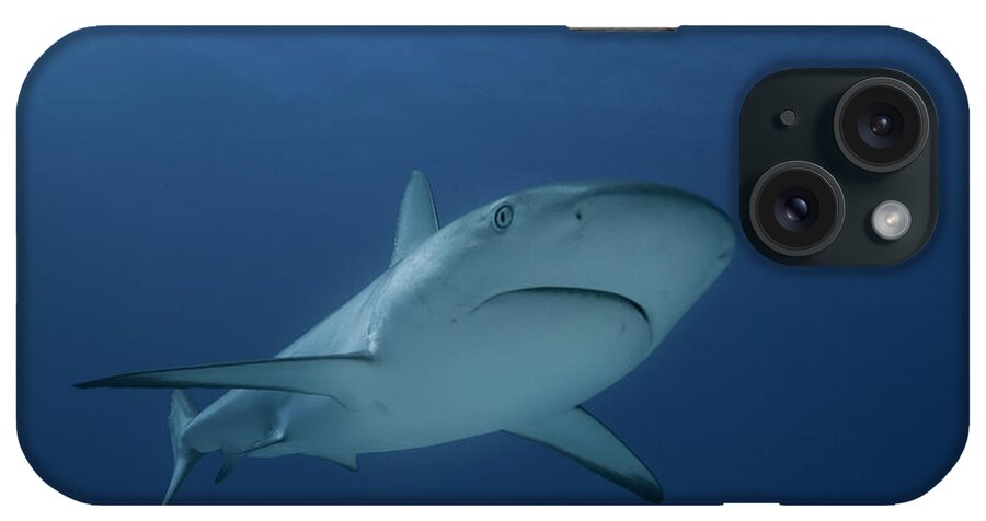 Animal Themes iPhone Case featuring the photograph Reef Shark Underwater by Chris Ross