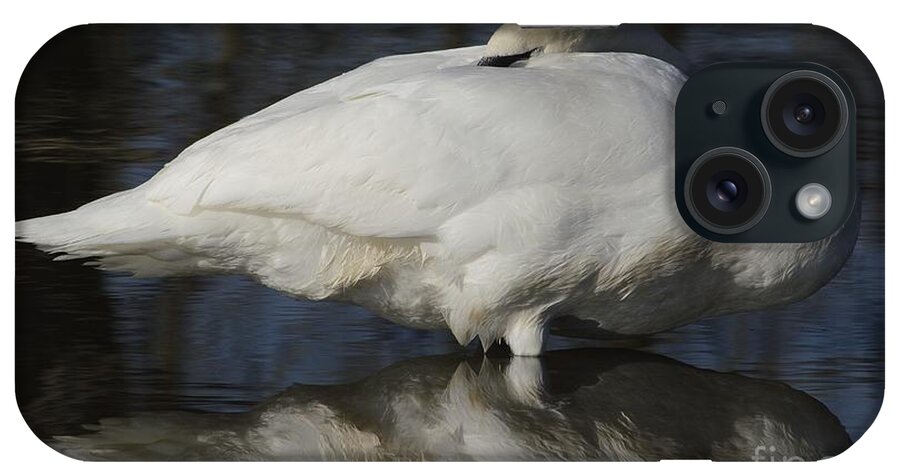 Swan iPhone Case featuring the photograph Reflect by Randy Bodkins