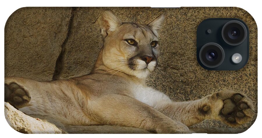 Animal iPhone Case featuring the photograph Relaxin' by Brian Cross