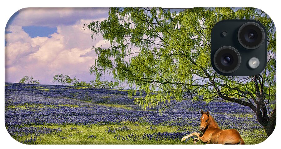Bluebonnets iPhone Case featuring the photograph Resting Among the Bluebonnets by Priscilla Burgers