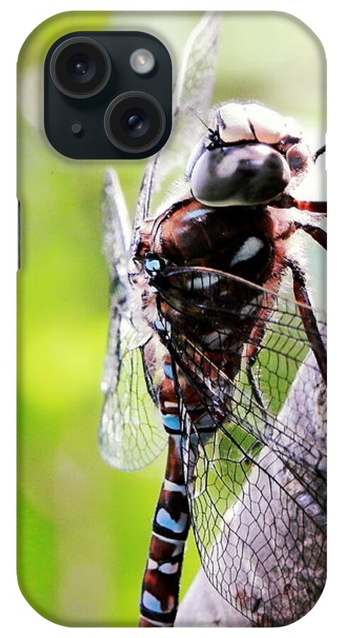 Resting iPhone Case featuring the photograph Resting in Sunshine by Zinvolle Art